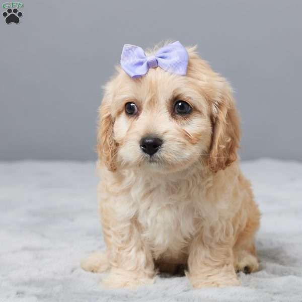 Faith, Cavachon Puppy